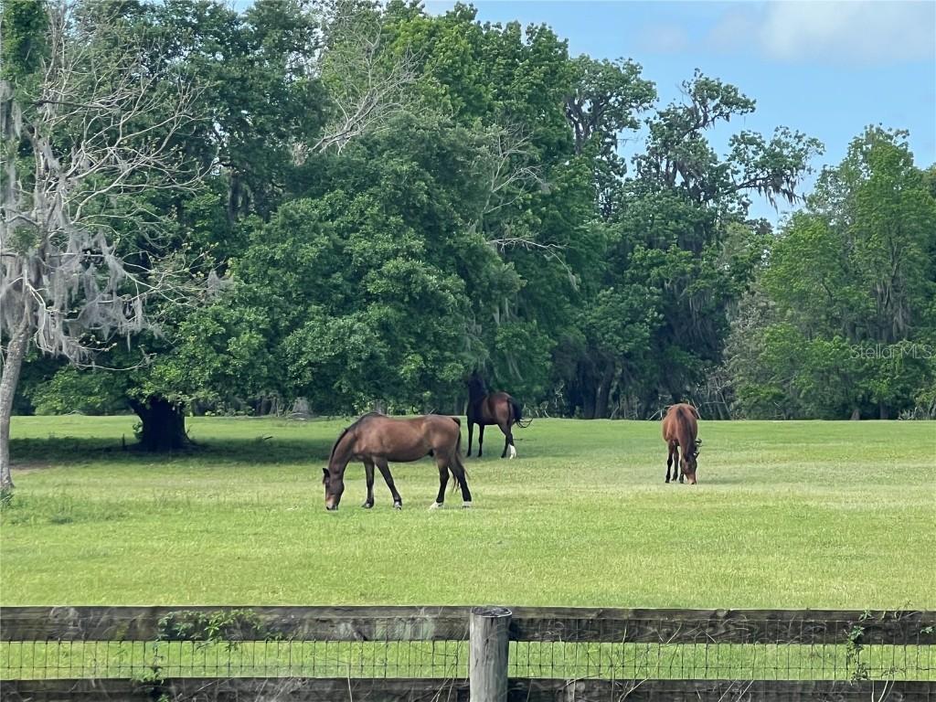 TBD W Highway 329 Hwy., Reddick, FL 32686
