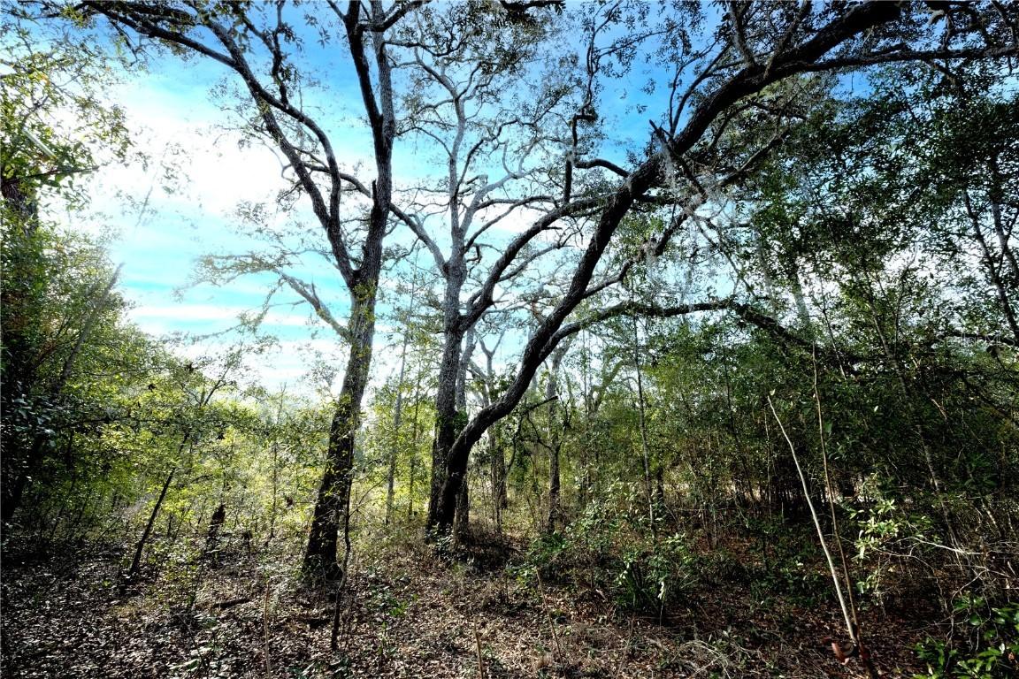 NE 71st St., Bronson, FL 32621