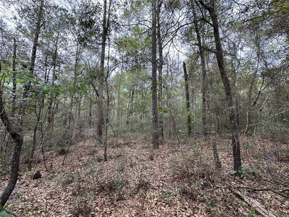 176 NE 155th Ct., Williston, FL 32696