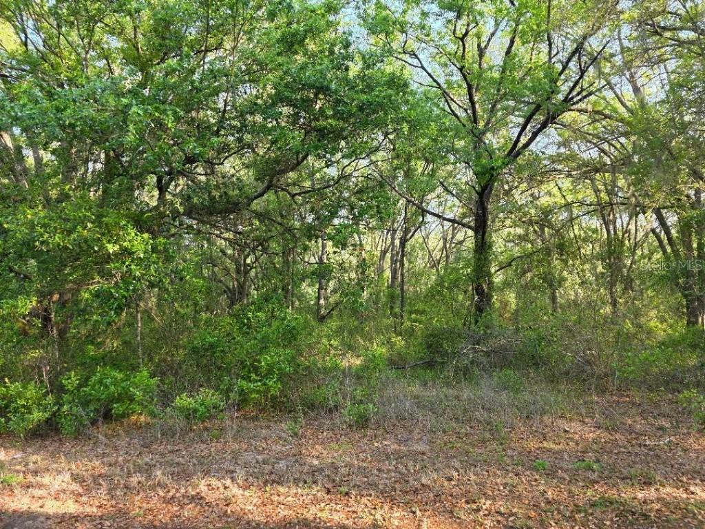 Sw Sea Cliff Drive, Dunnellon, FL 34431