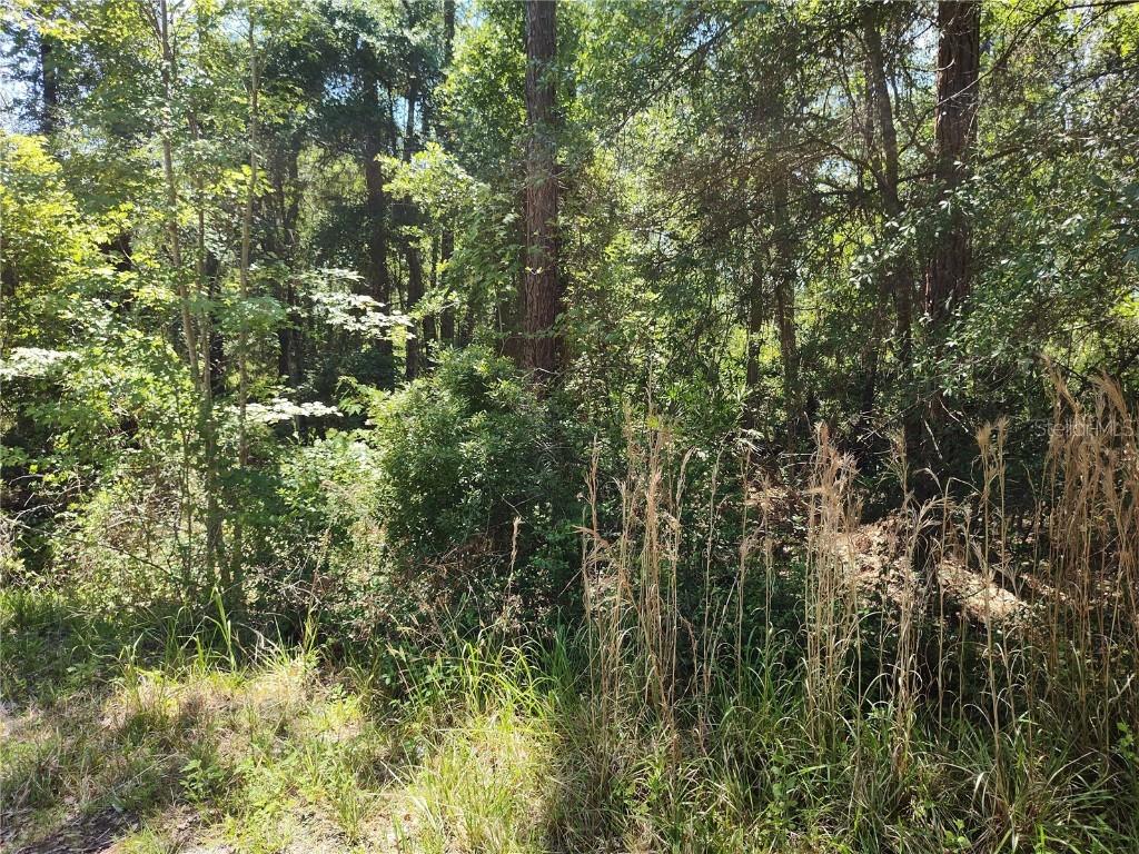 0000 NE 66th Ave., Citra, FL 32113