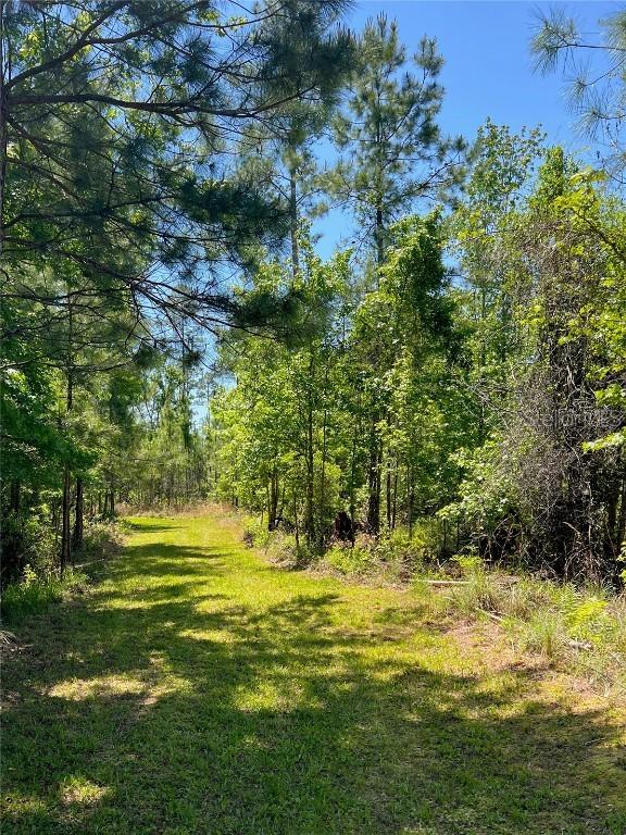 000 SW 9th Ter., Otter Creek, FL 32683
