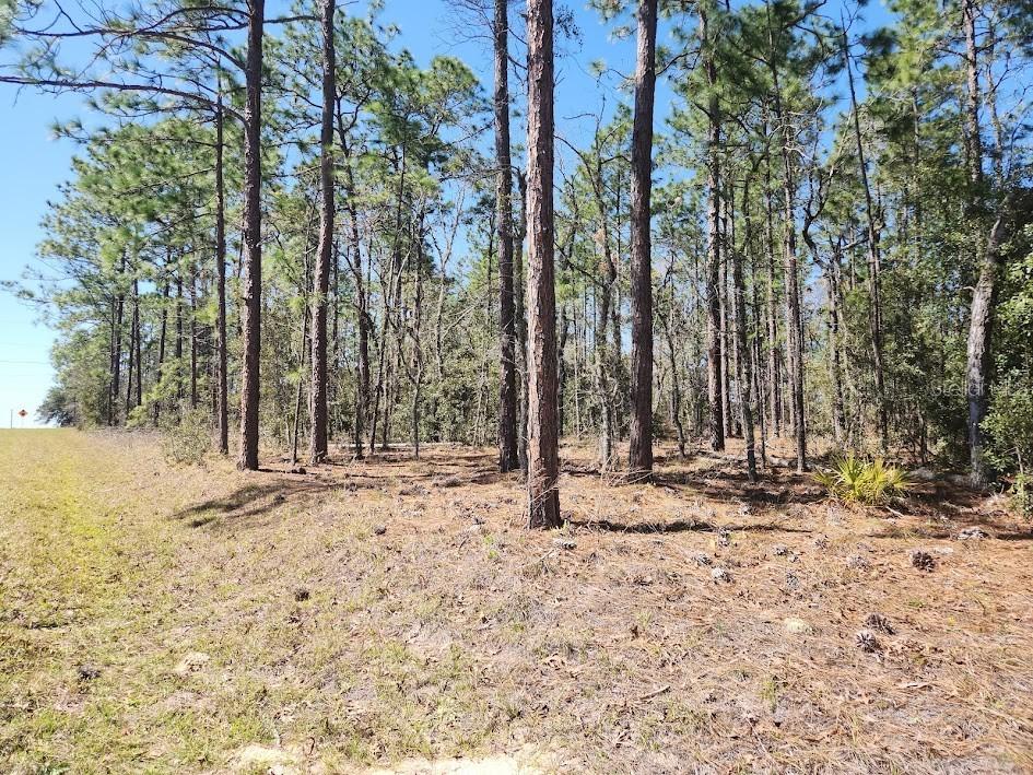 Lot 12 SW 66th St., Ocala, FL 34481
