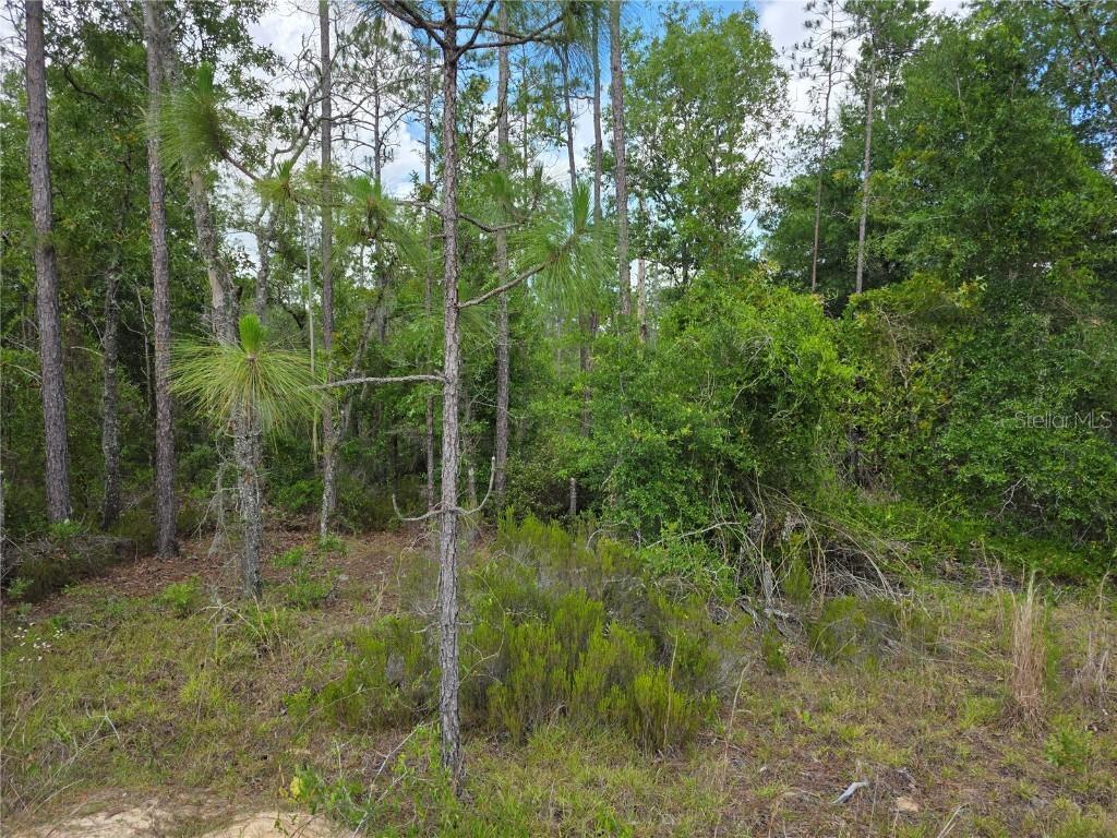 TBD NE 131st Ct., Williston, FL 32696
