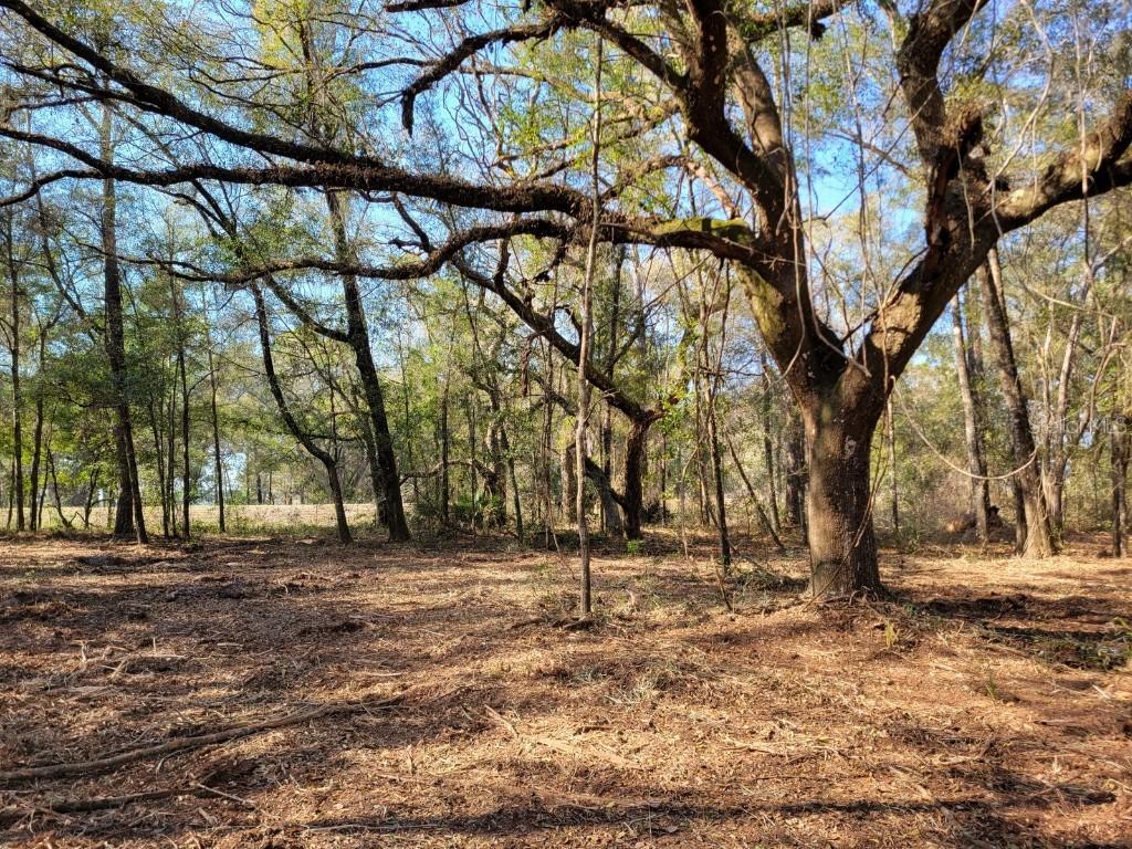 3.57ac NE 315 Hwy. #32, Fort Mc Coy, FL 32134