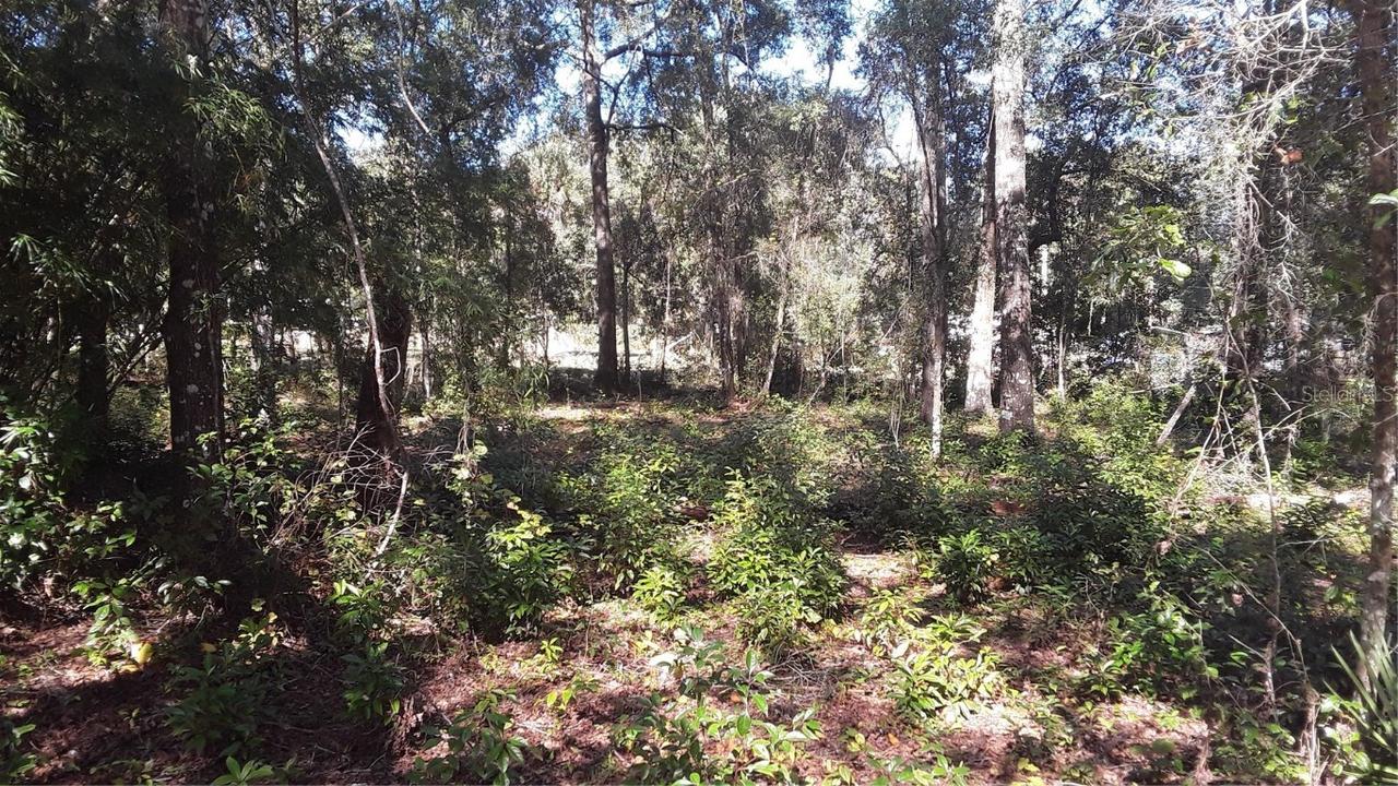 TBD Pine Tree Ln., Melrose, FL 32666