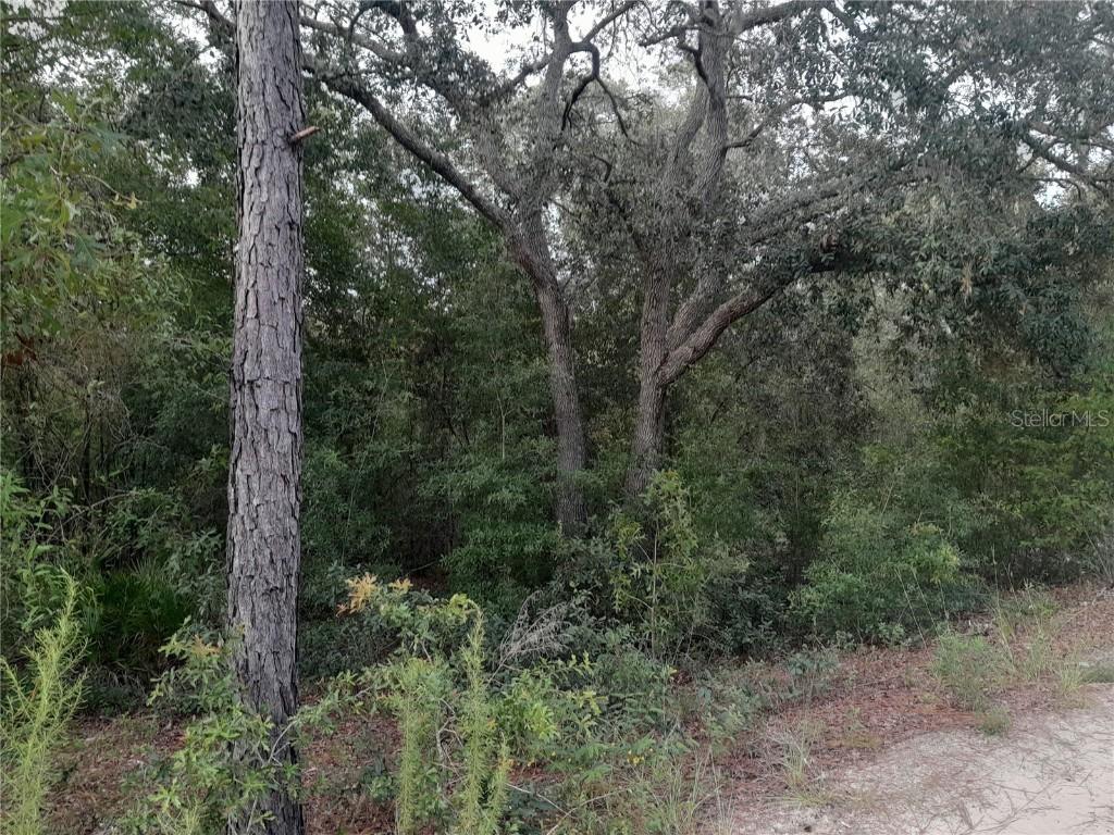 tbd NE 87th Pl., Bronson, FL 32621
