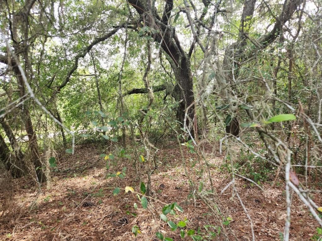 Lot 27 SW Pine Bluffs Rd., Dunnellon, FL 34431