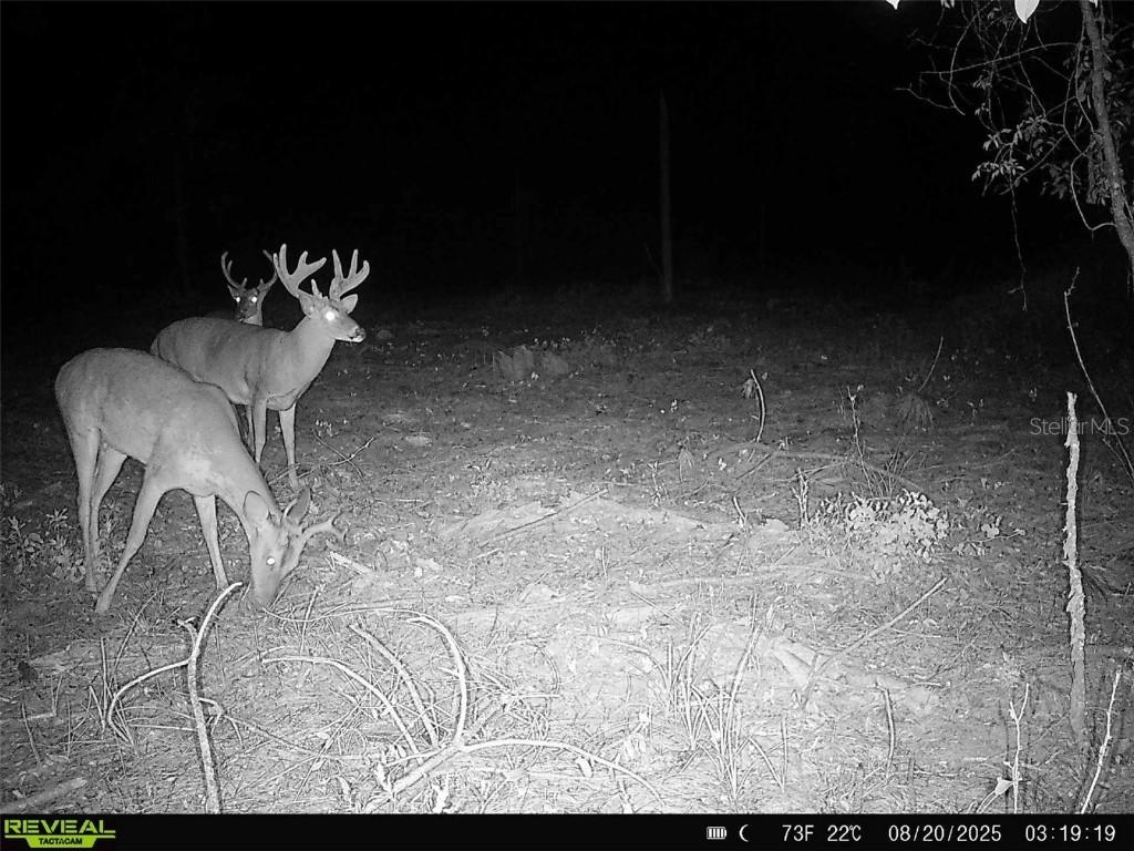 Sw County Road 249, Jasper, FL 32052