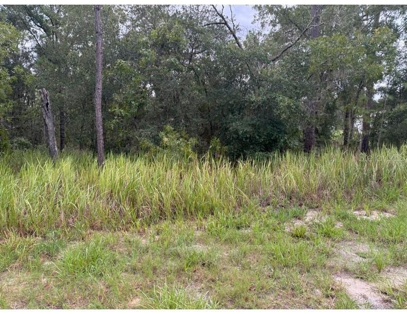 Locust Ln, Ocala, FL 34472