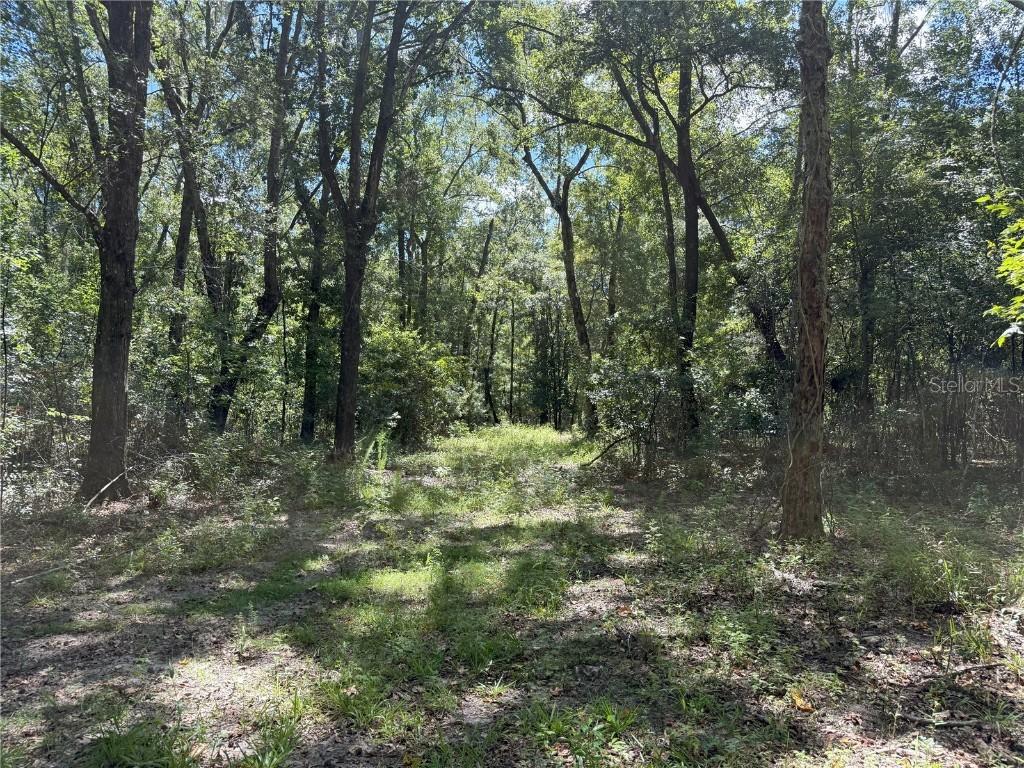 DO #3 (10ac) NW 193rd St, Micanopy, FL 32667