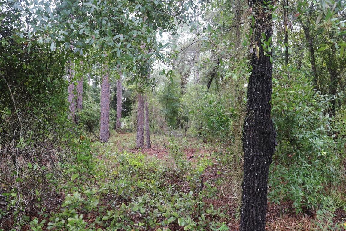 00 NW Beuna Vista Rd., Dunnellon, FL 34431