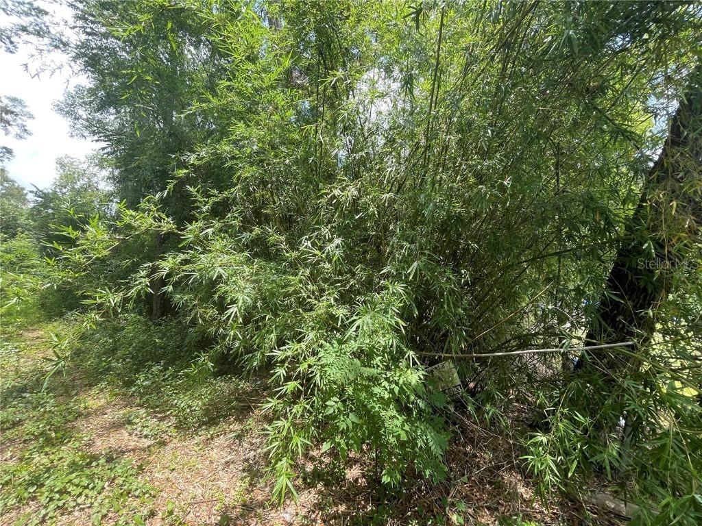 TBD NE 199th Place Pl., Fort Mc Coy, FL 32134