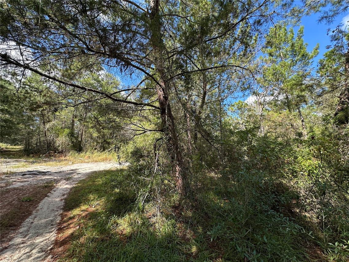 TBD NE 138th Ave., Williston, FL 32696
