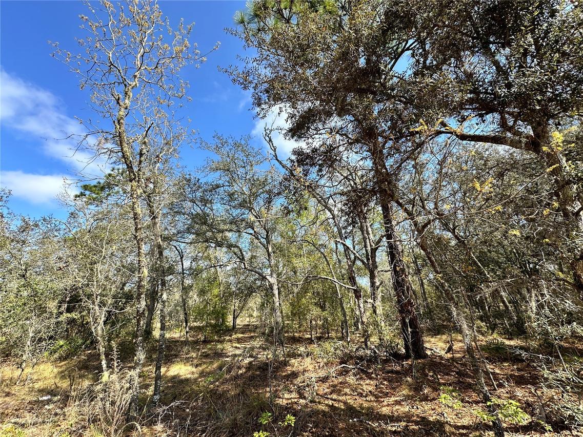 TBD NE 68th Pl., Bronson, FL 32621