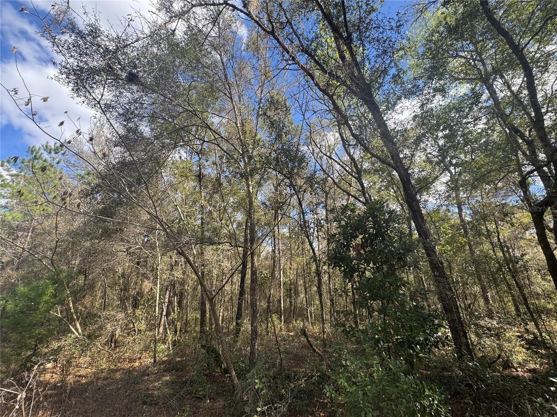 0000 NE 154th Ave., Williston, FL 32696