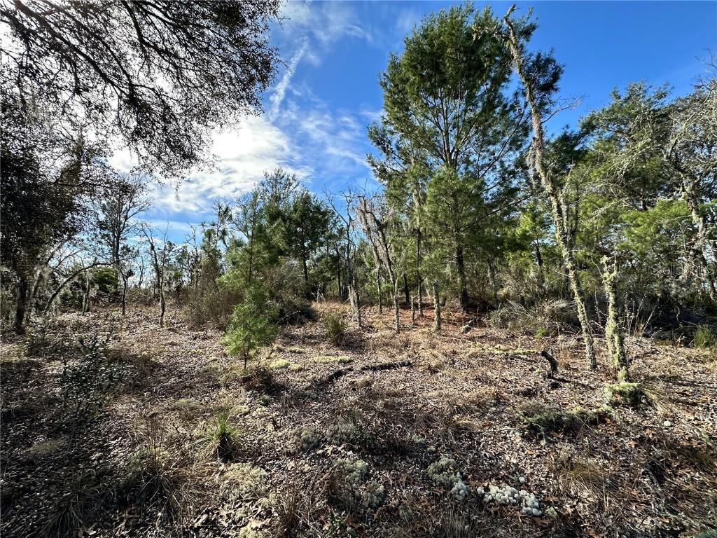 TBD NE 16th Ln., Williston, FL 32696