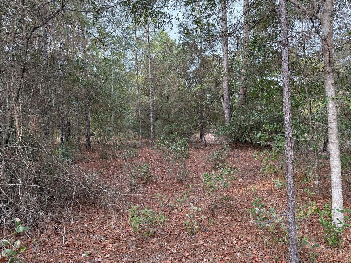 TBD SE Audubon Ave., Dunnellon, FL 34431