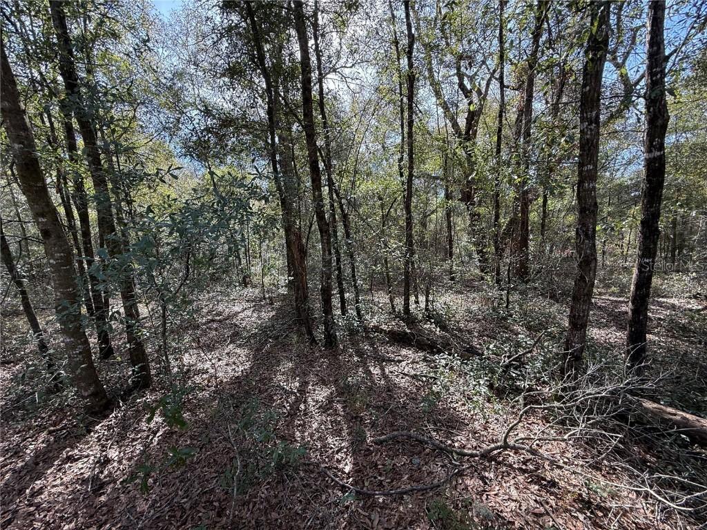 TBD NE 80th St., Bronson, FL 32621