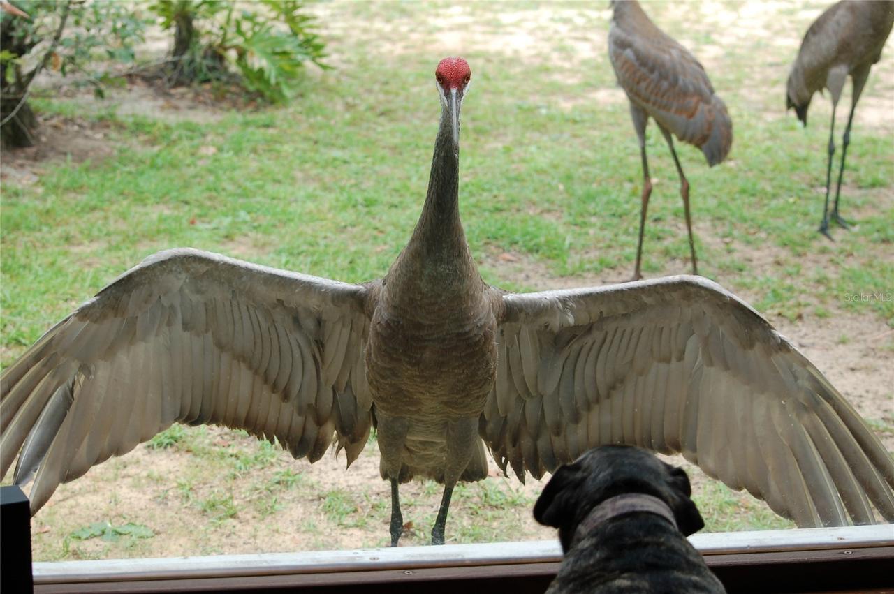 13668 NE 226th Avenue Rd., Salt Springs, FL 32134