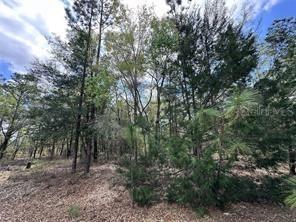 TBD NE 12th Ln., Williston, FL 32696