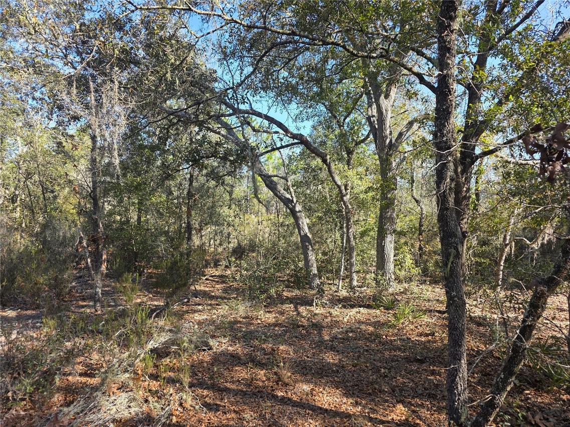 tbd NE 87th Pl., Bronson, FL 32621