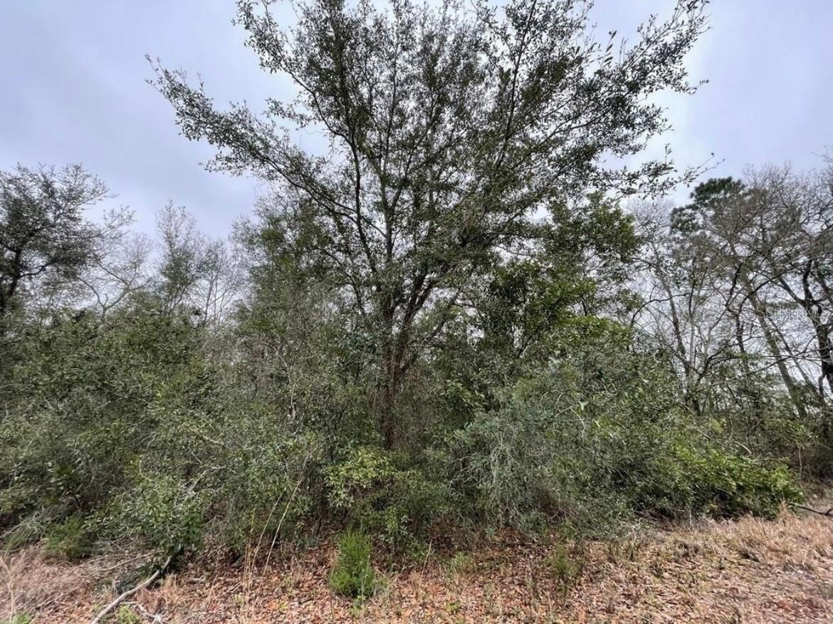 NE 128 Ave., Williston, FL 32696