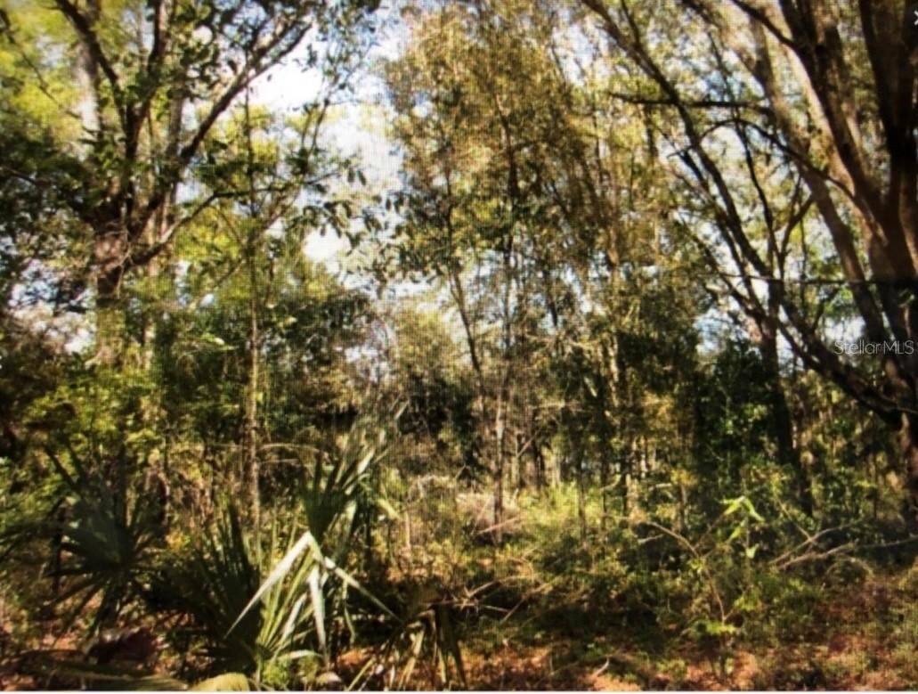 NE 126th Ct., Williston, FL 32696