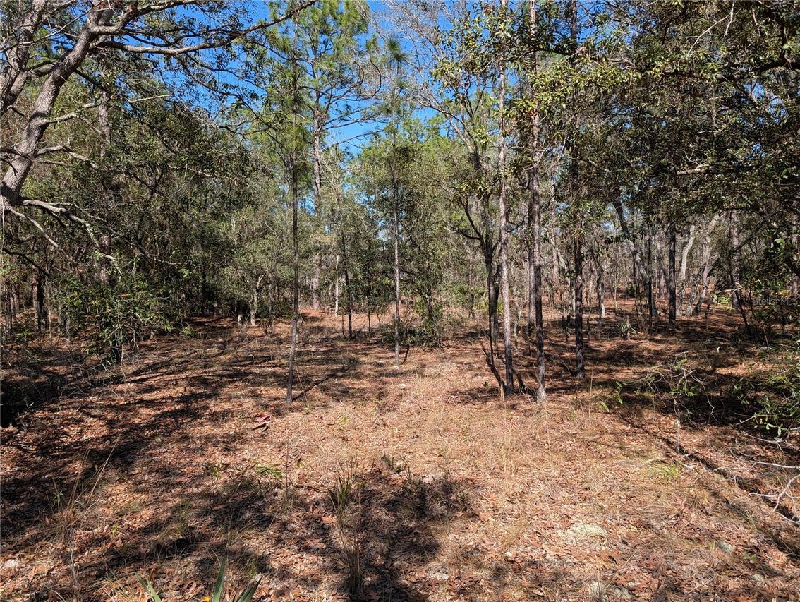 SW 81st St., Dunnellon, FL 34432