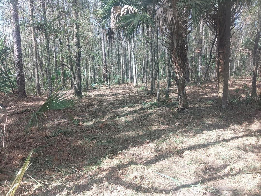 18954 County Rd 329, Micanopy, FL 32667