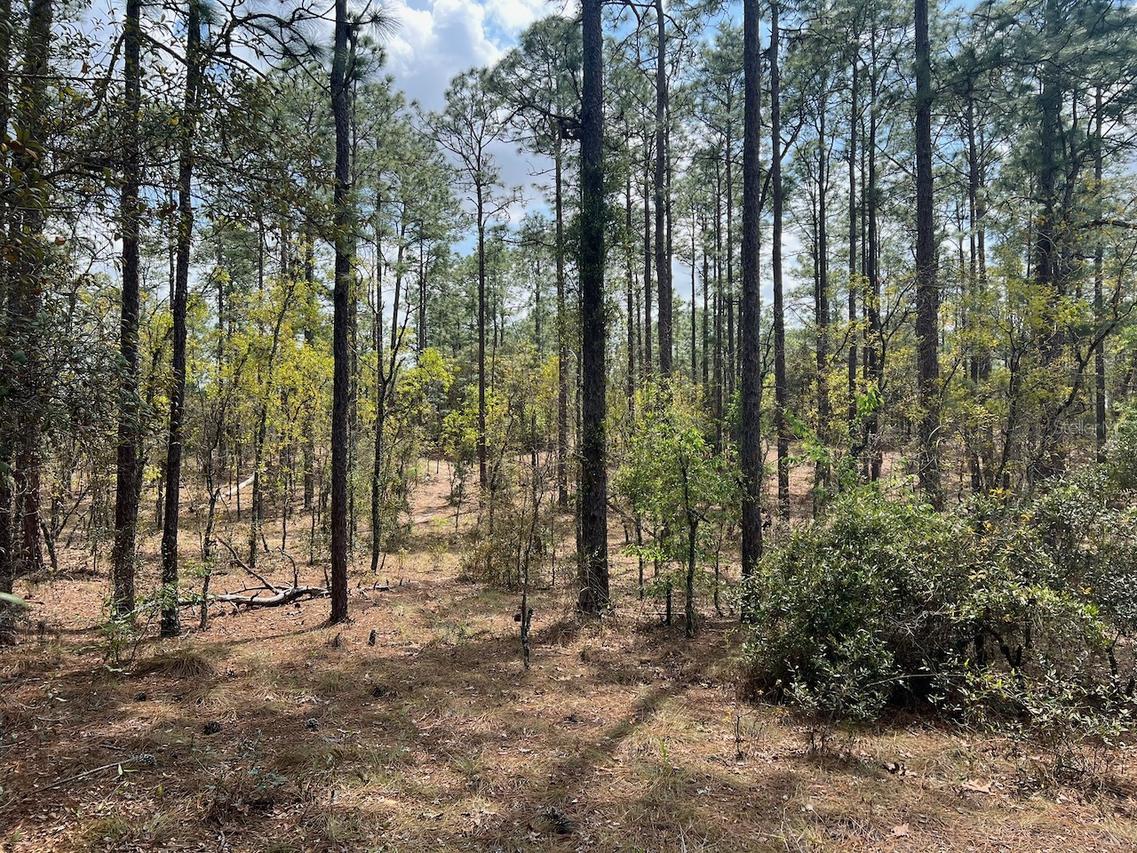 10th St., Williston, FL 32696