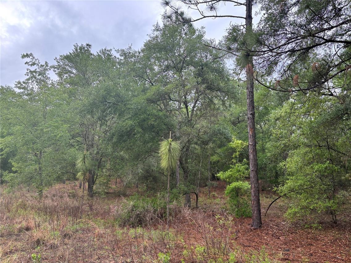 0000 SW 19th Pl., Ocala, FL 34481