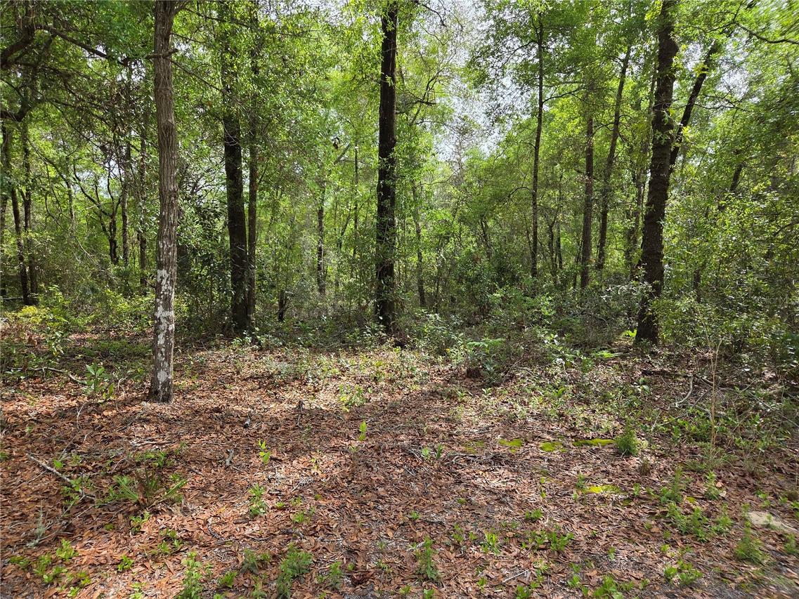 tbd NW 97th Ct., Chiefland, FL 32626