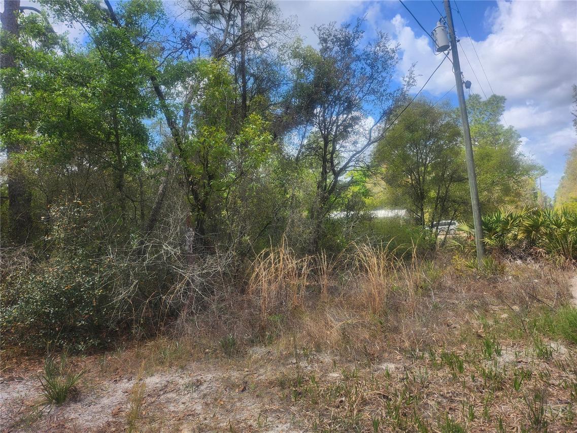 TBD NE 236 Ln., Orange Springs, FL 32182