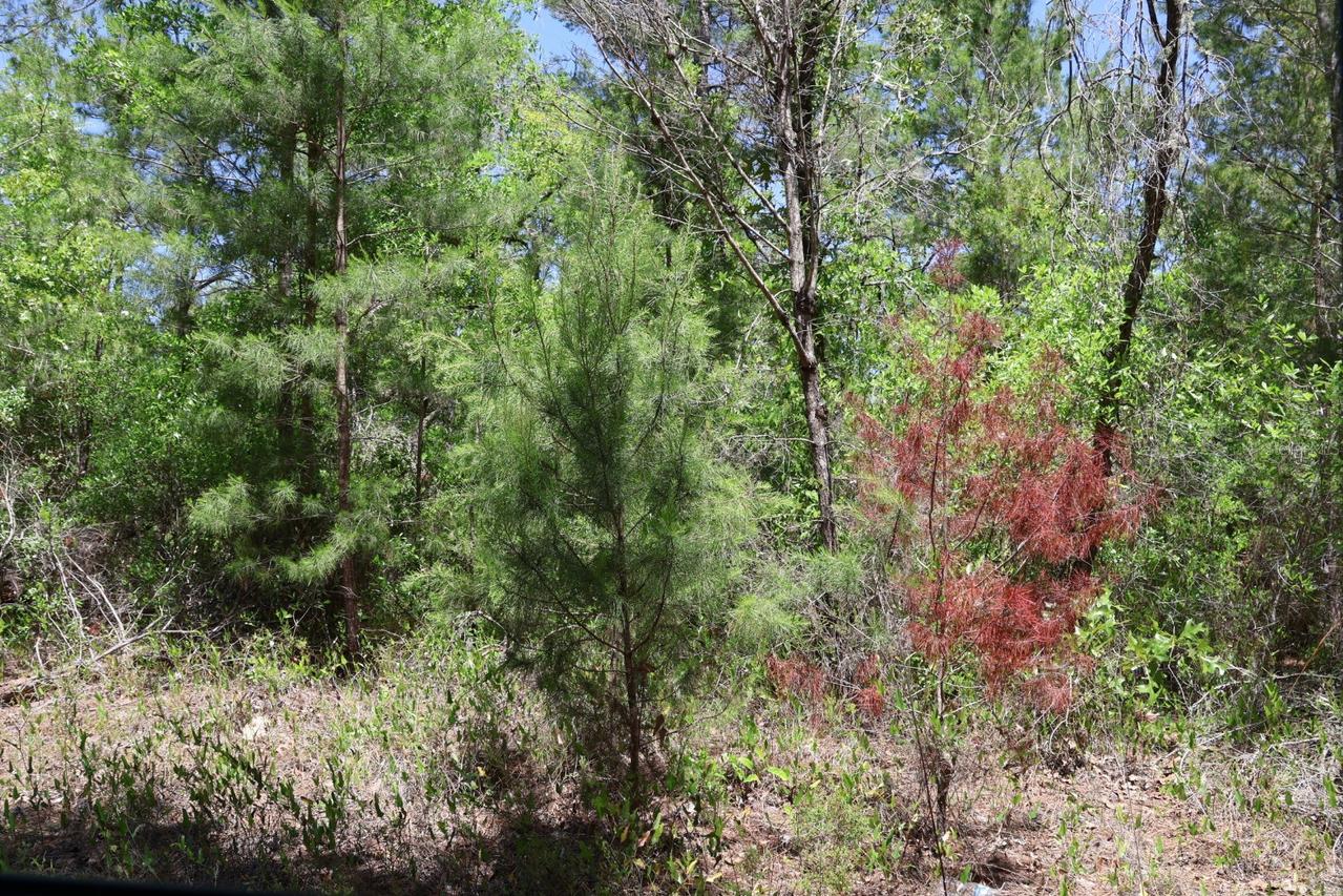 TBD SW 157th Ln., Dunnellon, FL 34432