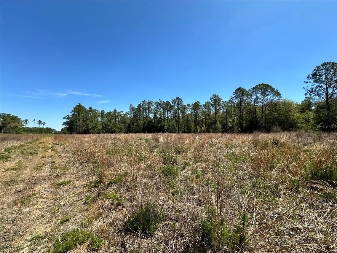 TBD NE 128th Ln., Bronson, FL 32621