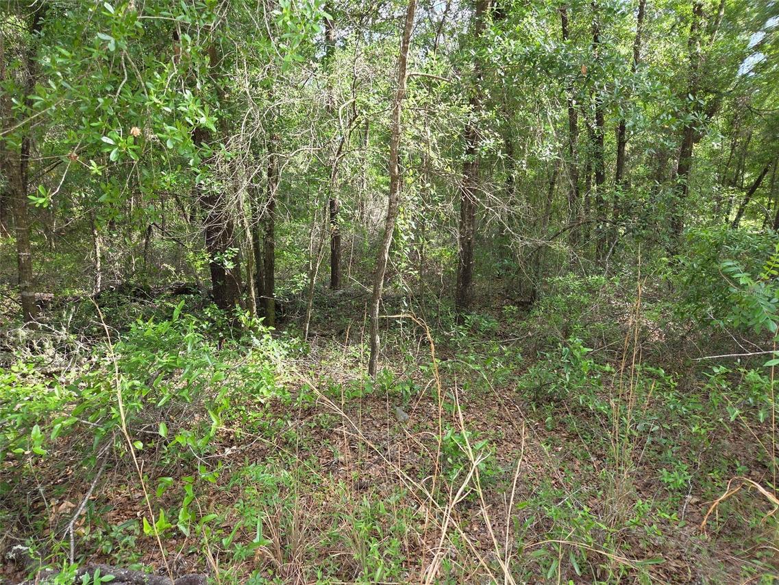 0000 NE 85th St., Bronson, FL 32621
