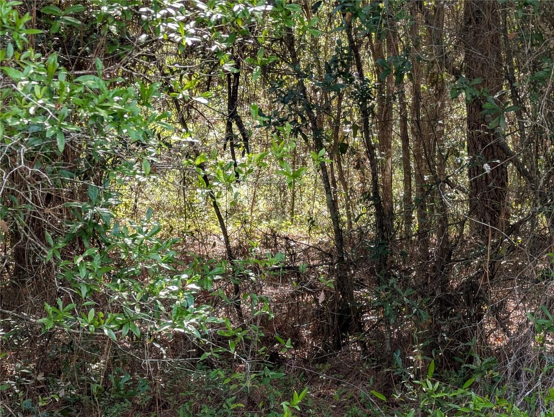 TBD SW 202nd Ct Ct., Dunnellon, FL 34431