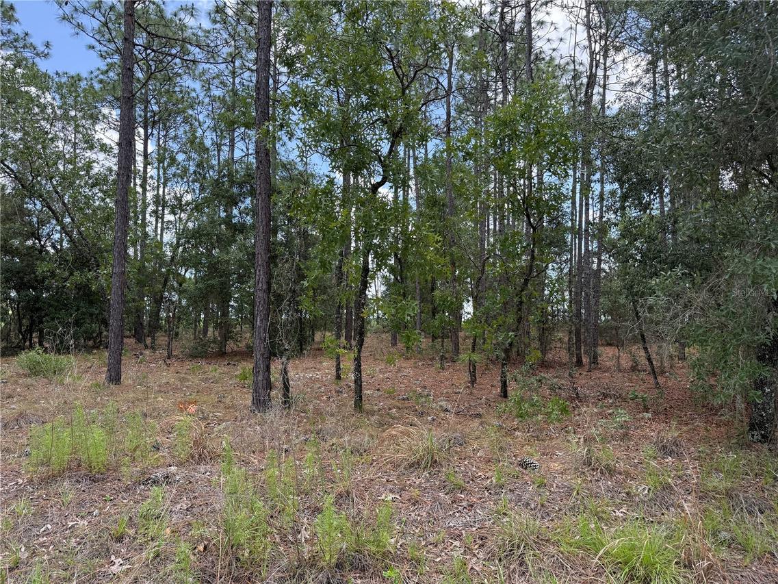 NW Buena Vista Rd., Dunnellon, FL 34431