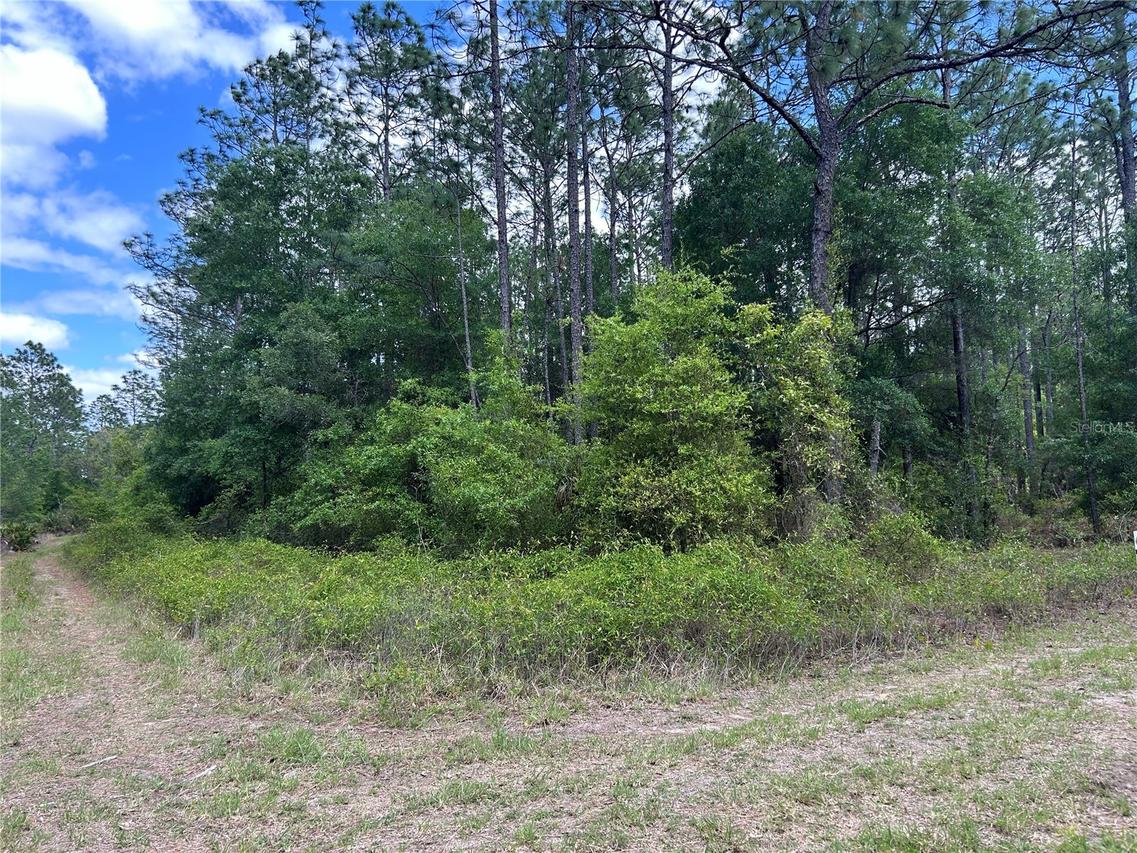 TBD SW 159th Ave., Ocala, FL 34481