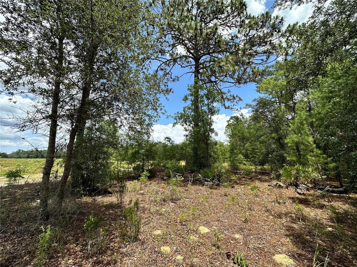 TBD NE 69th Pl., Bronson, FL 32621