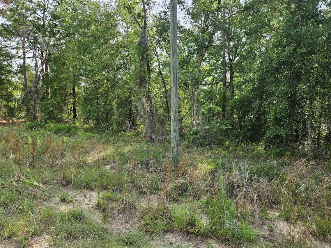 TBD NE 153rd Ave., Williston, FL 32696
