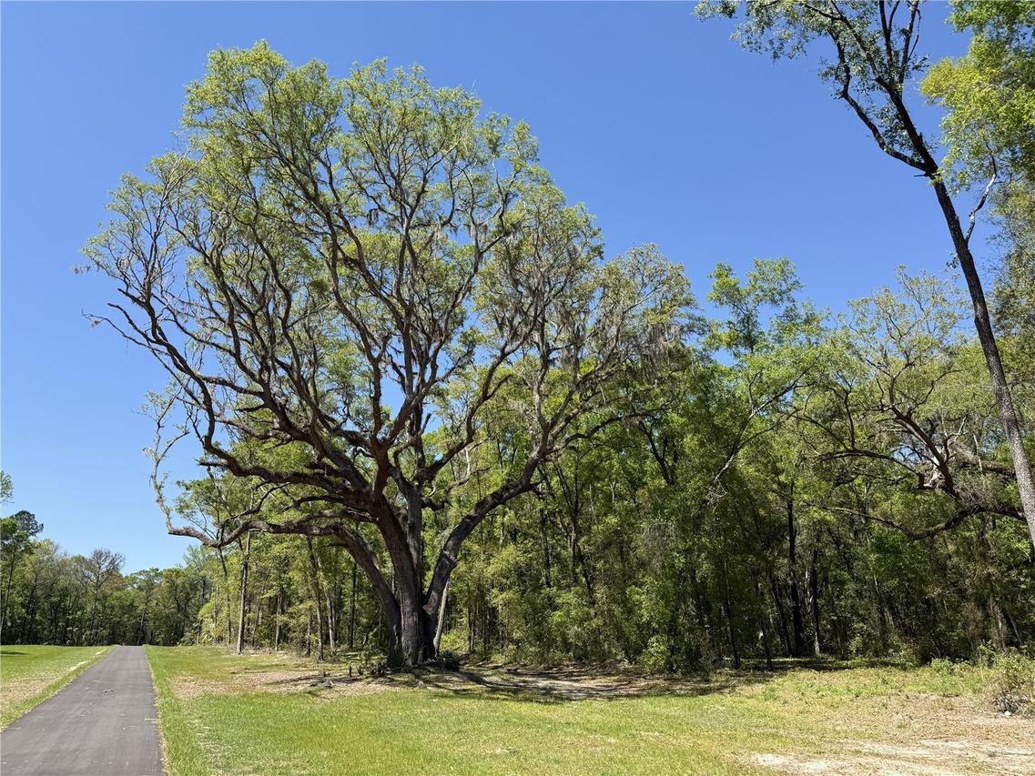 Irvine Acres #5 (13ac) W Hwy 318, Reddick, FL 32686