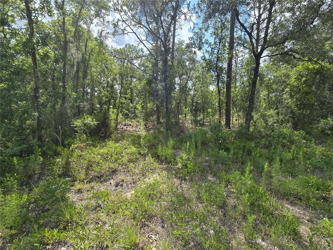 00 NE 121st Ave., Williston, FL 32696