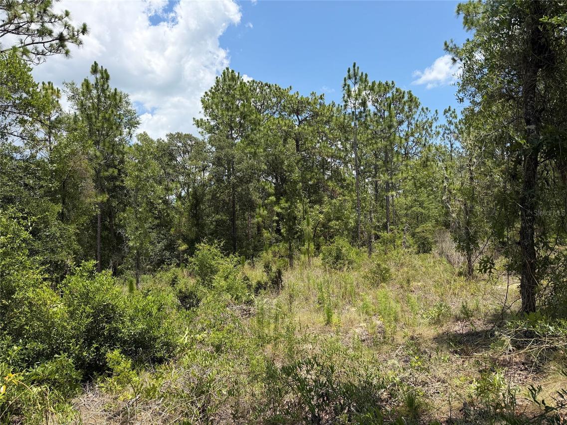 00 NE 65th Ter., Williston, FL 32696