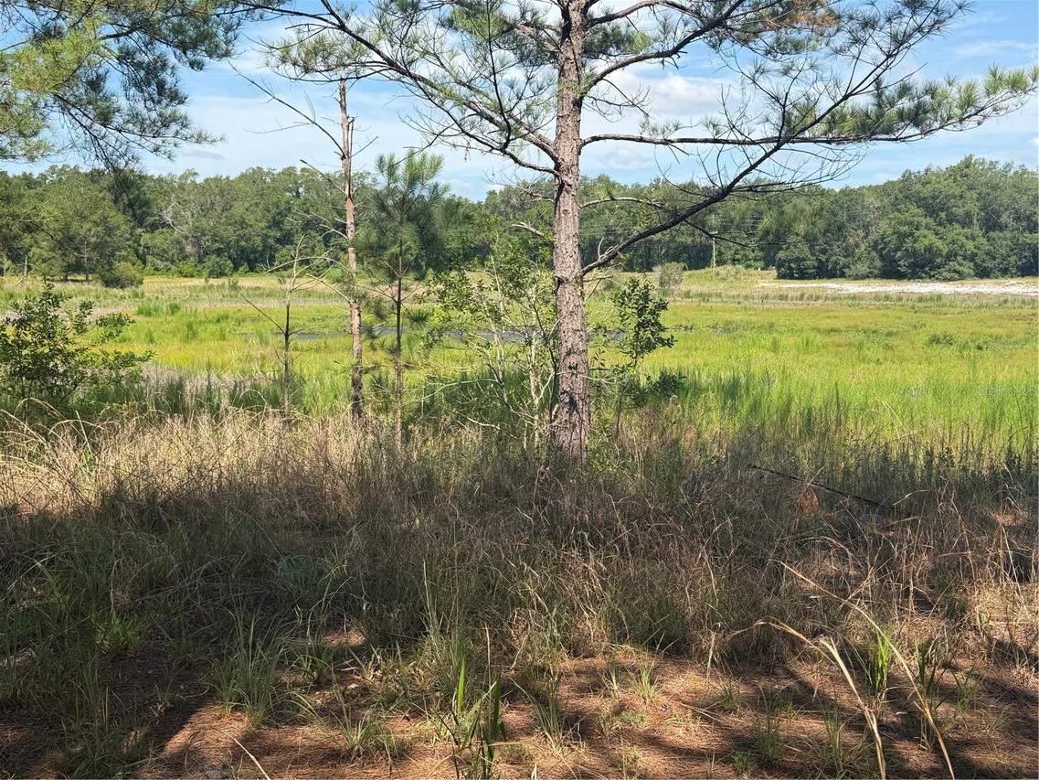 TBD Guava Ter., Ocklawaha, FL 32179