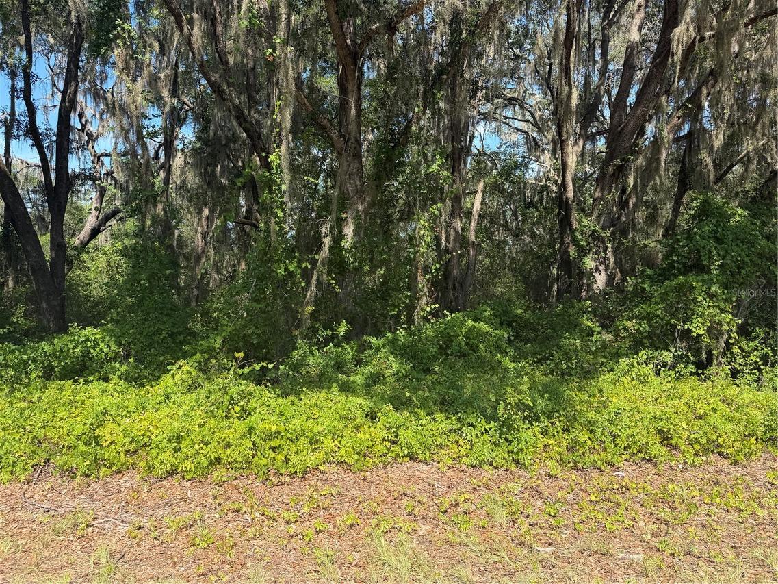 TBD Guava Ter., Ocklawaha, FL 32179