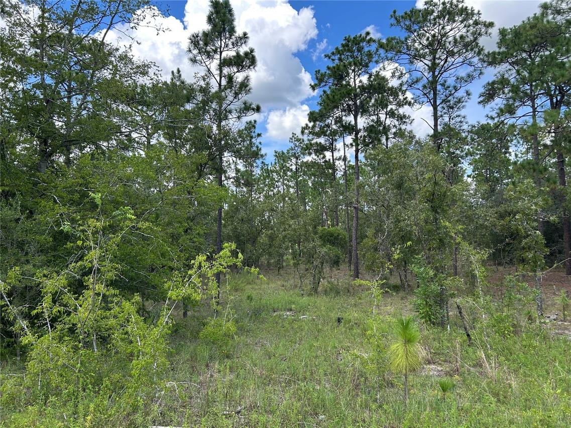 TBD SE 26th St., Morriston, FL 32668