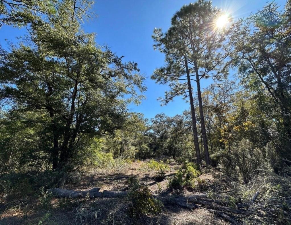 TBD NE 86th St., Bronson, FL 32621