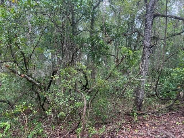 177 N Oakwood Ter., Inverness, FL 34453